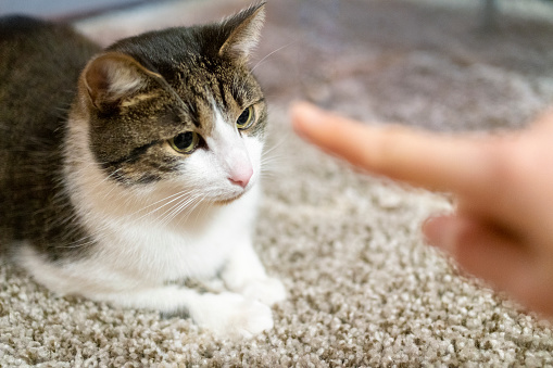 Befrieding un gato dándole un dedo para oler. photo