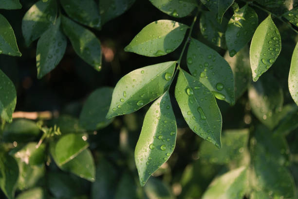 istock Beautiful backlit leaves in the evening 1130509166