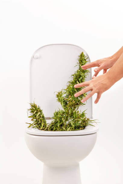 istock Marijuana plant in toilet. 1130509236