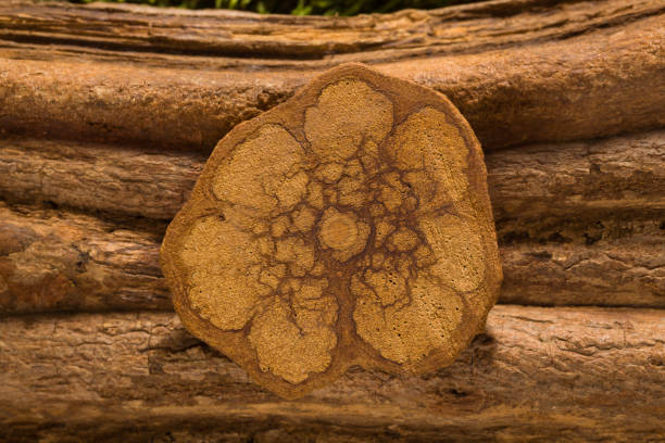 Banisteriopsis caapi, ayahuasca. Banisteriopsis caapi, ayahuasca wood and cross section. banisteriopsis caapi stock pictures, royalty-free photos & images