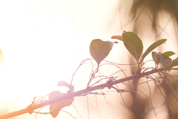 istock Beautiful backlit leaves in the evening 1130510230