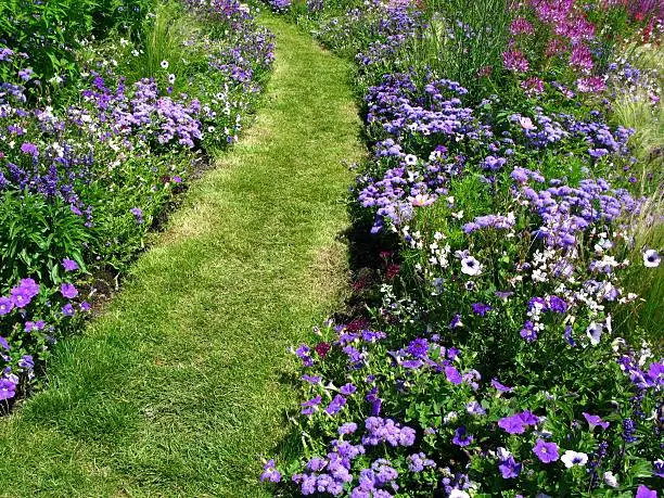 Garden-path between flowerbeds