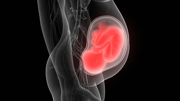 istock Fetus (Baby) in Womb Anatomy 1130514342