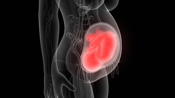 istock Fetus (Baby) in Womb Anatomy 1130514353