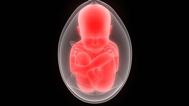 istock Fetus (Baby) in Womb Anatomy 1130514366