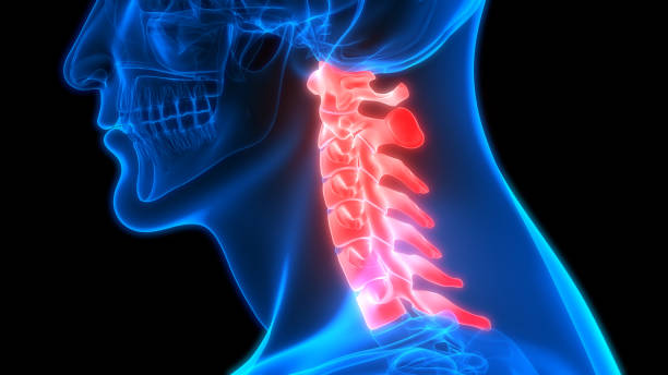 istock Human Skeleton System Vertebral Column Cervical Vertebrae Anatomy 1130514377