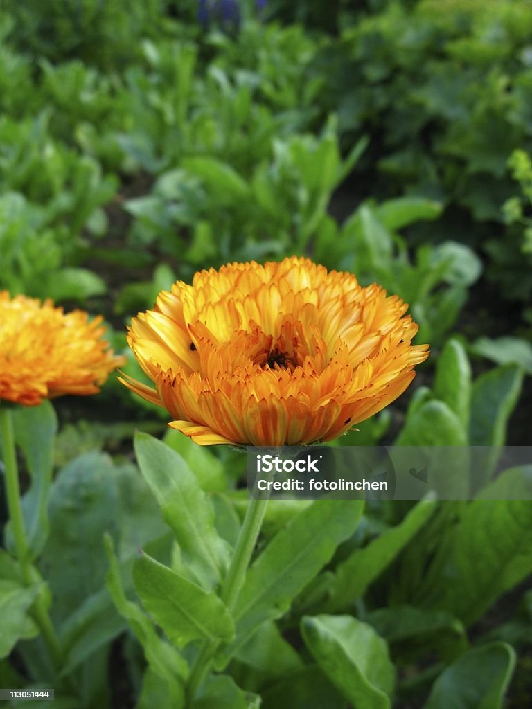 Calendula officinalis Blüten - Lizenzfrei Alternative Medizin Stock-Foto