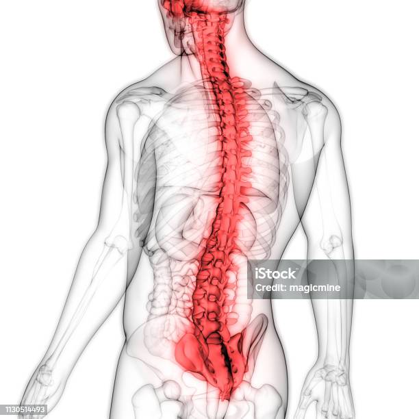 Human Skeleton System Vertebral Column Anatomy Stock Photo - Download Image Now - Anatomy, Arthritis, Biology