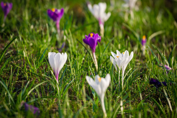 istock Purple and white crocuses on green grass hill 1130514537