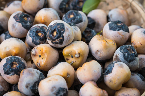 istock Arenga pinnata fruits pattern in market 1130514579