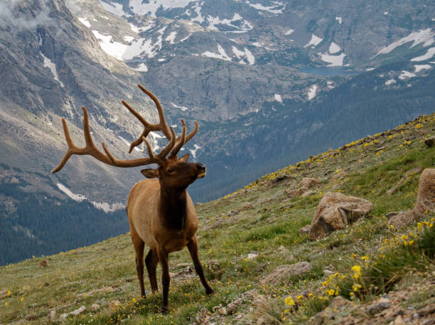 istock A bull elk stands before a backdrop of the Rocky Mountains 1130514939