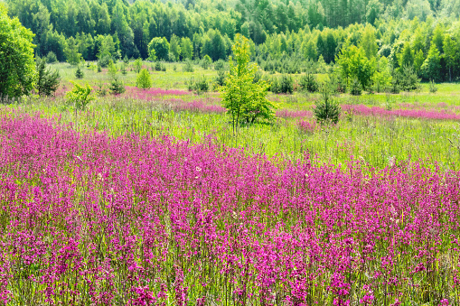Summer bright landscape with blooming flowers in a meadow