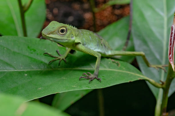 istock Green Leaf Lizard in Mulu National Park, Borneo Malaysia 1130515836