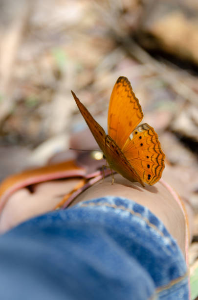 istock Butterfly on leg in the garden 1130516181