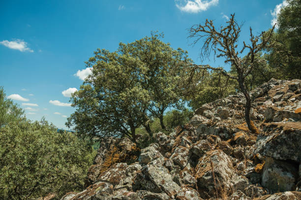 Trees and dry bushes on a rocky hill slope covered by moss, in a sunny day at the Monfrague National Park. A remarkable place with a beautiful ridge and noted for its bird-life in western Spain.