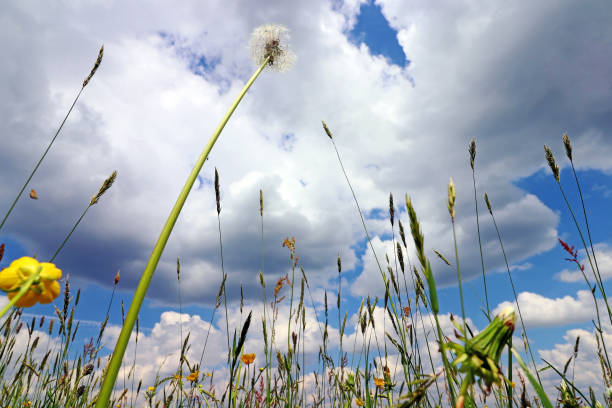 Spring meadow with flowers and a flowering dandelion in a meadow under a blue-white sky