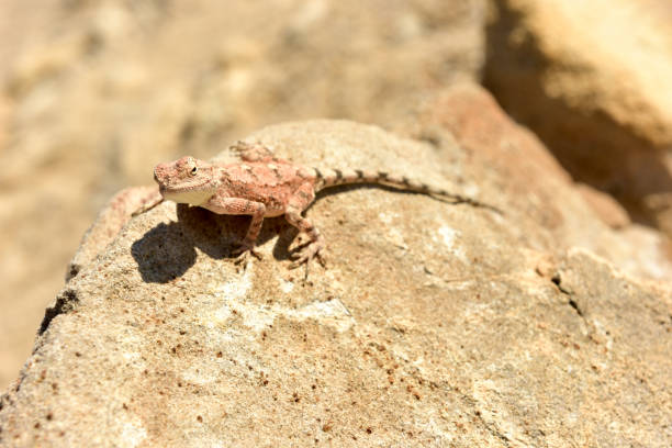 istock Mimetic lizard at Petrified Forest, Khorixas, Namibia 1130519958
