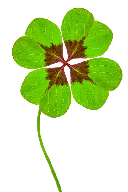 Photo of Cloverleaf with four leaves