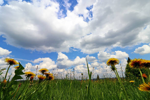 istock Blossoming dandelion in a meadow under a storm-covered sky 1130521443