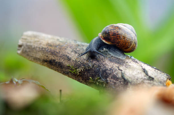 caracol en el bosque - snail environmental conservation garden snail mollusk fotografías e imágenes de stock