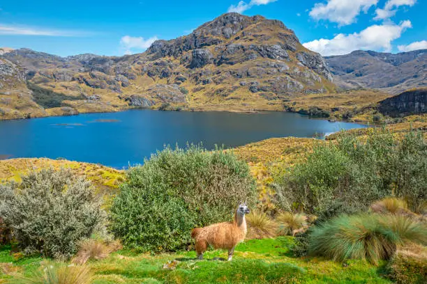 A llama in the wild inside Cajas National Park on a sunny summer day during a hike with a lovely lagoon in the background near Cuenca, Ecuador.