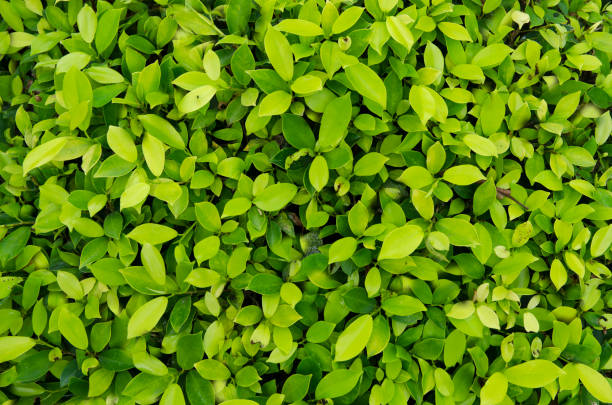 istock Leaves are small, dense green, beautiful 1130521682