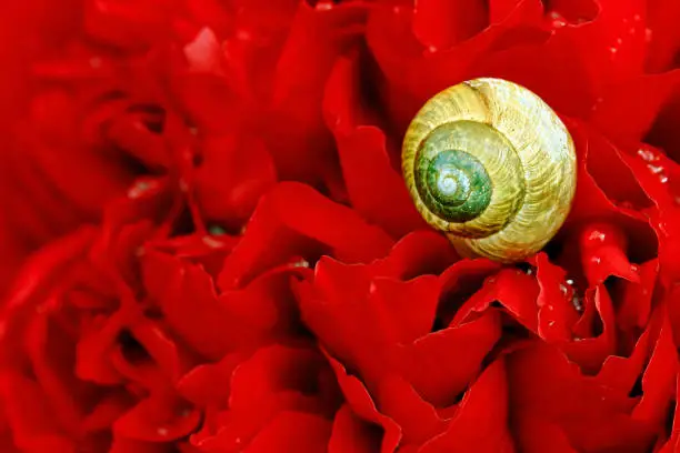 A snail with a yellow snail shell on a red peony