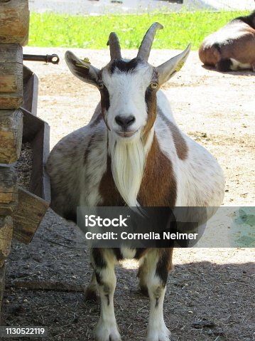 703 Pregnant Goat Stock Photos, Pictures & Royalty-Free Images - iStock