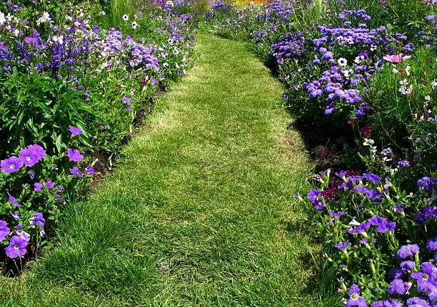 Garden-path between flowerbeds