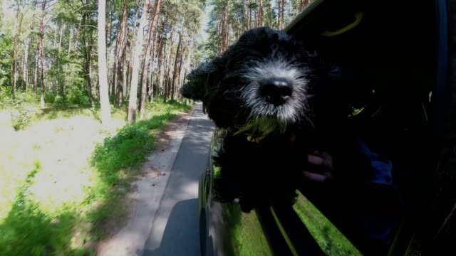 A black dog leans out of the window of a car driving through the forest and looks around. Close up. View outside the car. 4K.