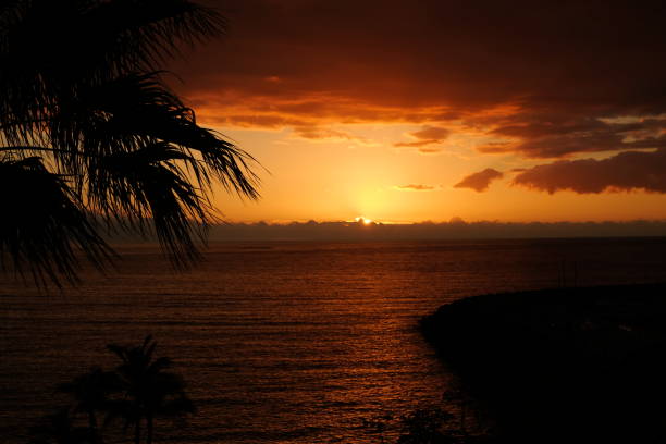 istock Sunset over ocean and palms silhouette 1130522857