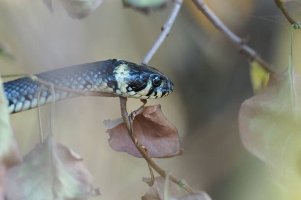 istock Climbing Ringlet Snake, Natrix Natrix, Grass Snake, 1130522864