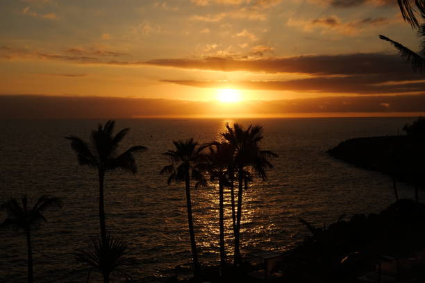 istock Sunset over ocean and palms silhouette 1130522877