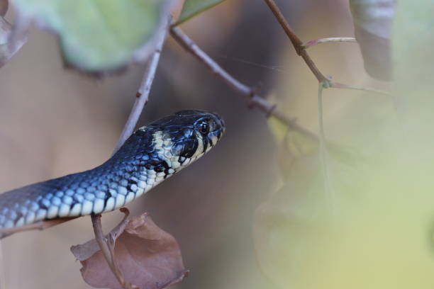 istock Ringelnatter climbs in the branches, Natrix Natrix, Grass Snake 1130523041
