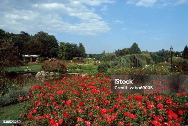 Rose Garden Of The Parc De La Tête Dor Lyon Stock Photo - Download Image Now - Public Park, Lyon, Rose Garden