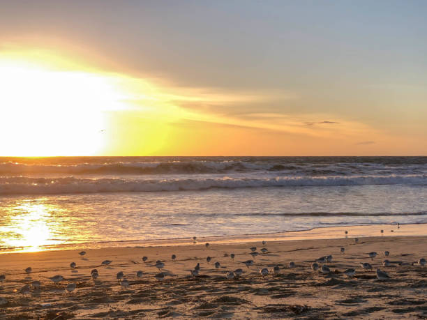 istock Watching the sunset over the pacific ocean in Venice, CA in wintertime 1130524937