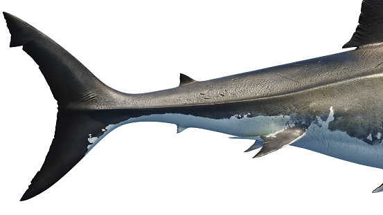 White shark marine big predator tail, side view, close view. 3D rendering