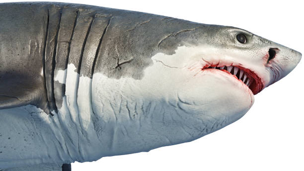 istock White shark marine predator head big, side view 1130525023