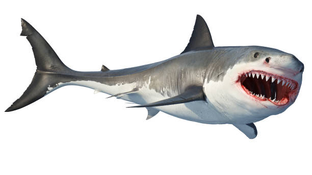 istock White shark marine predator big open mouth 1130525035