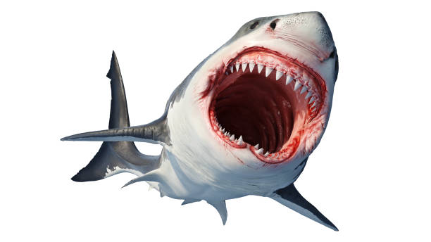 White shark marine predator White shark marine predator with big open mouth and teeth. 3D rendering great white shark stock pictures, royalty-free photos & images