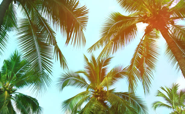 istock Vintage coconut leaves and sky background,summer theme. 1130526050