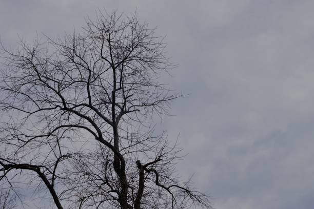 istock Silhouette leafless treetop against hazy sky 1130526554