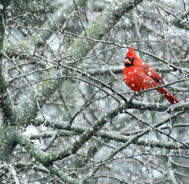 istock Male northern cardinal perched in tree during snowfall 1130527015