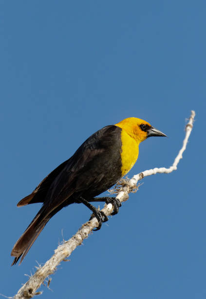 istock A yellow-headed blackbird perches on a blue sky Wyoming day 1130528053