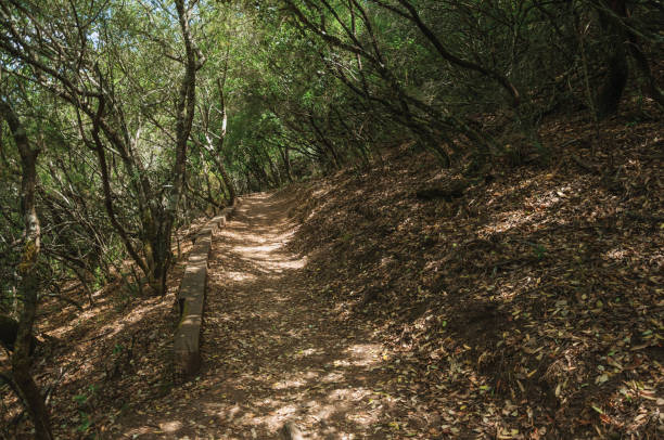 istock Dirt path in the forest amid bushes and trees 1130529282
