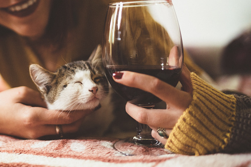 Young woman with cat at home and glass of red wine