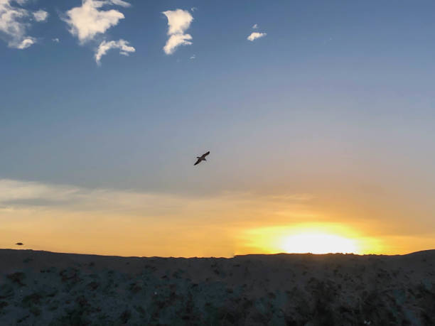 istock Watching the sunset over the pacific ocean in Venice, CA in wintertime 1130529783