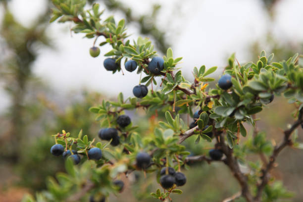 Calafate berry