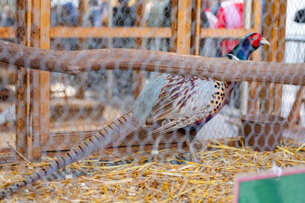 istock Pheasant in a cage in the animal market 1130530809