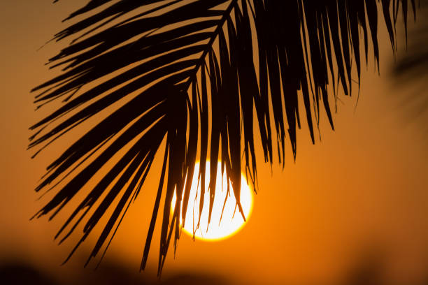 Palms at sunset, Playa Zahora, Andalusia, Spain